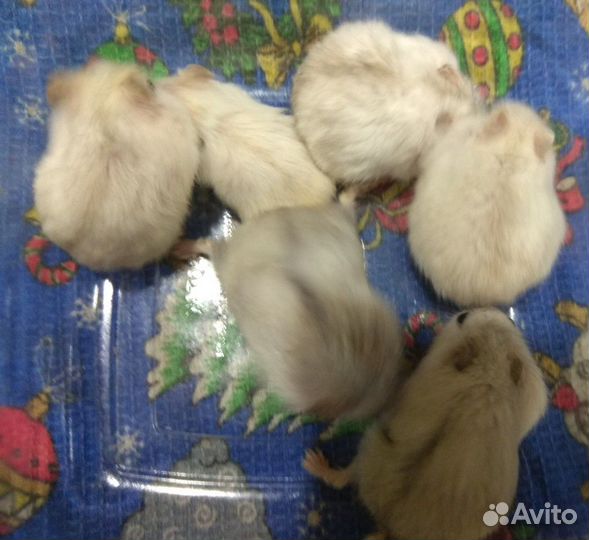 Подарочный хомяк от вас вашим любимым