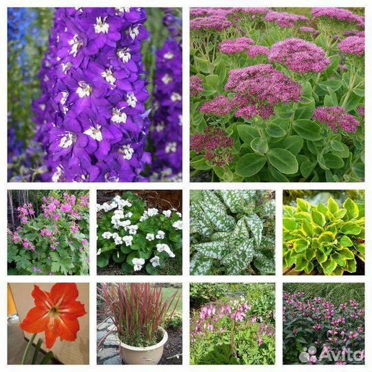 Дельфиниум