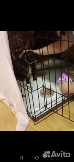 Кошка из капкана