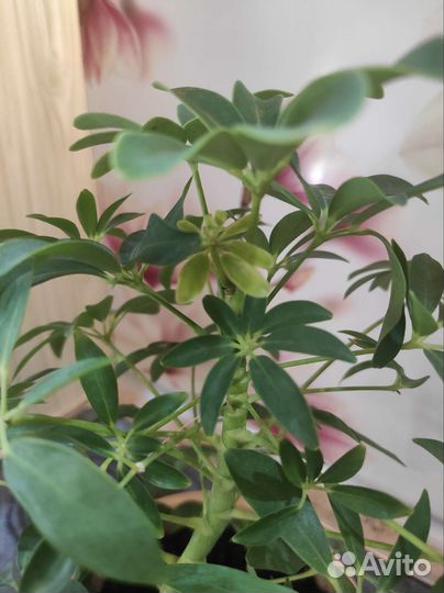 Комнатные цветы шефлера