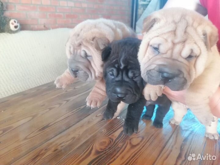 Щенки шарпей