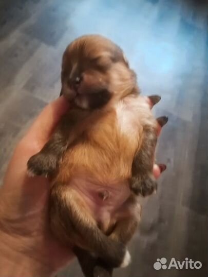 Щенки шпица мини мишка