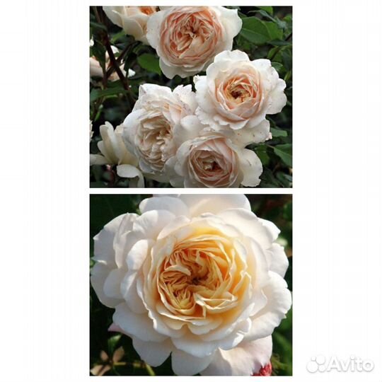 Розы оптом и розницей