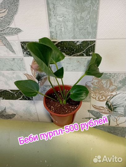 Комнатные цветы антуриум, сортовые
