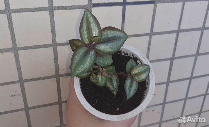 Традесканция