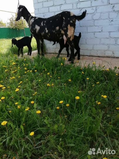 Англо нубийский козел