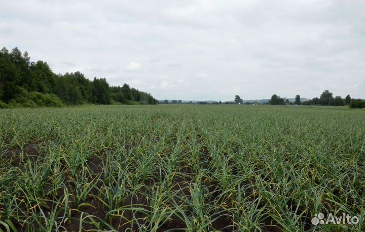 Инвестор в прибыльный бизнес