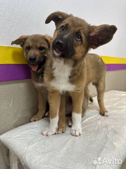 Щенки