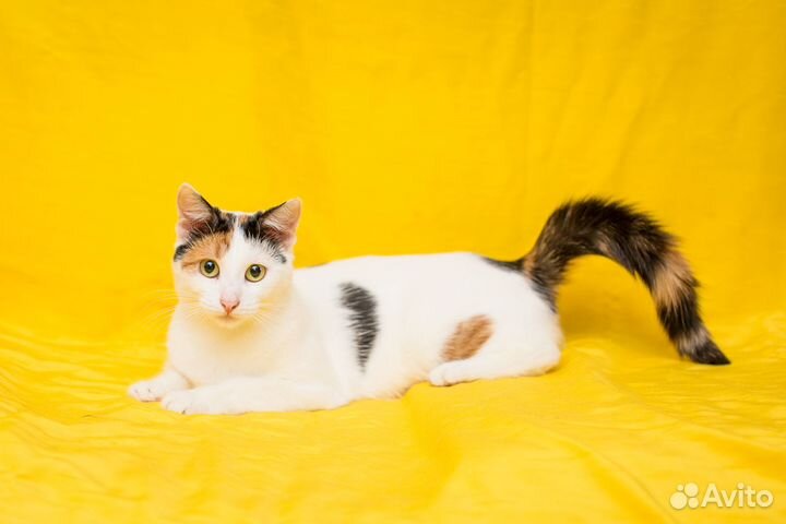 Идеальная Афина ищет свой дом