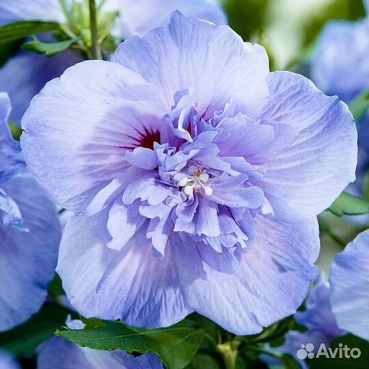 Гибискус сирийский чиффон