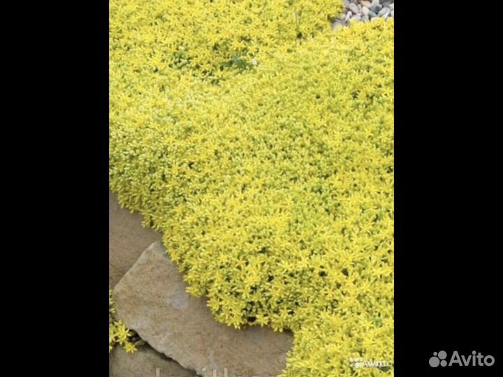 Неприхотливые многолетники Седумы (очиток)