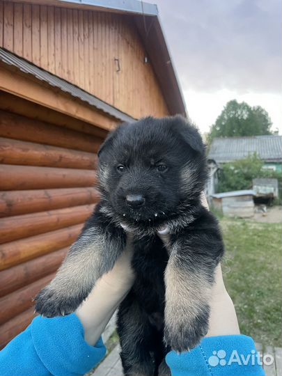 Немецкая овчарка