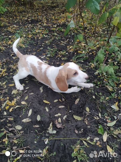 Щенки бигль РКФ