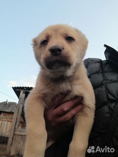 Щенки сао алабай