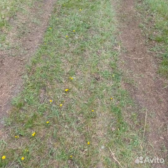Поросята