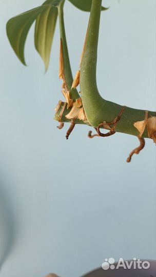 Филодендрон