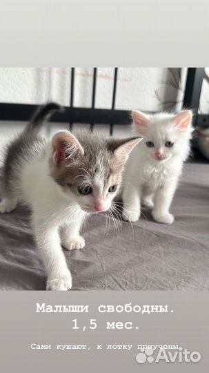 Котята в добрые руки