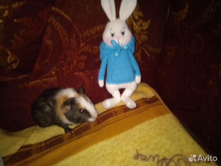 Морские свинки