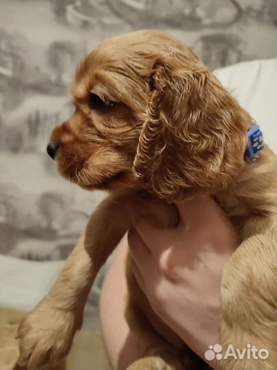 Щеночек английского кокер-спаниеля
