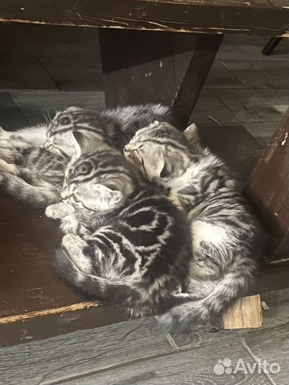 Шотландская вислоухая кошка бесплатно
