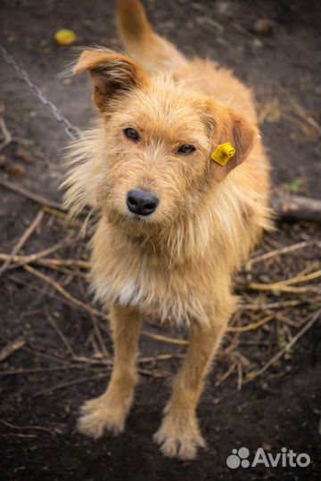 Много собак погибает. Помогите спасти