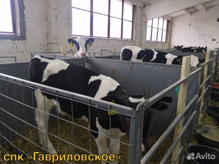 Бык Бычки Телята