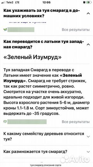 Туя западная смарагд