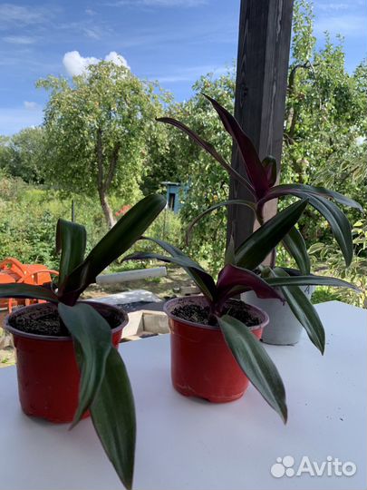 Цветок рэо традесканция