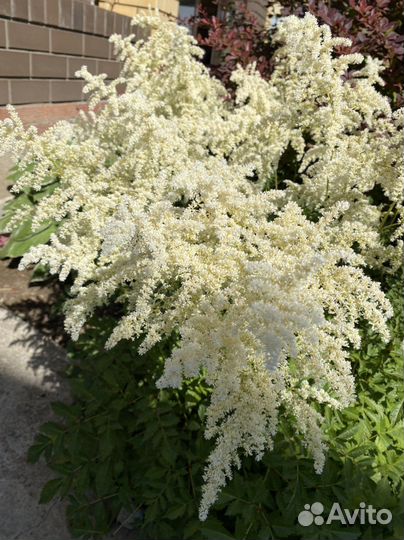 Многолетние растения