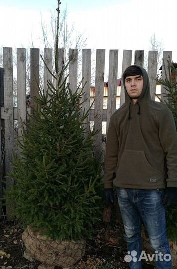 Саженцы сибирской ели экстра класс