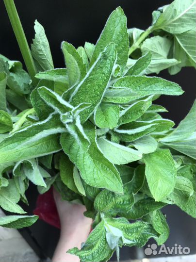 Мята перечная