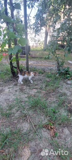 Британские котята