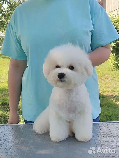 Бишон фризе, мальчик