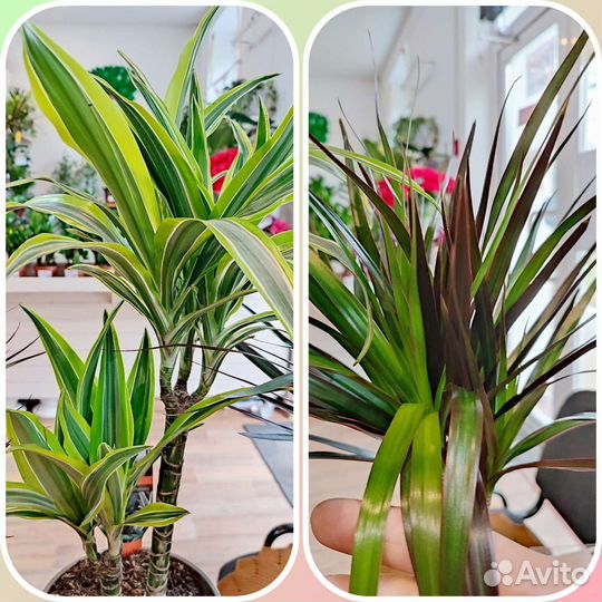 Драцена маргината с Доставкой пальма