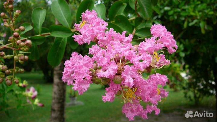 Лагерстремия