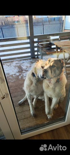 Щенки алабая