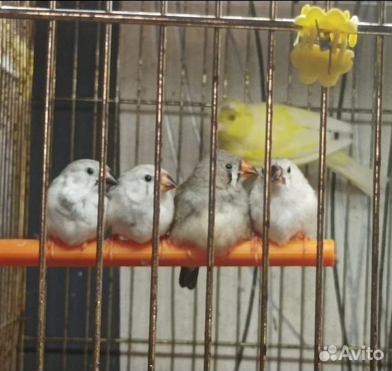 Продаются зебровые амадины