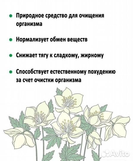 Морозник кавказский