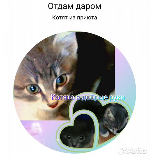 Котята в добрые руки даром