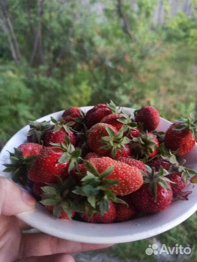 Рассада клубники