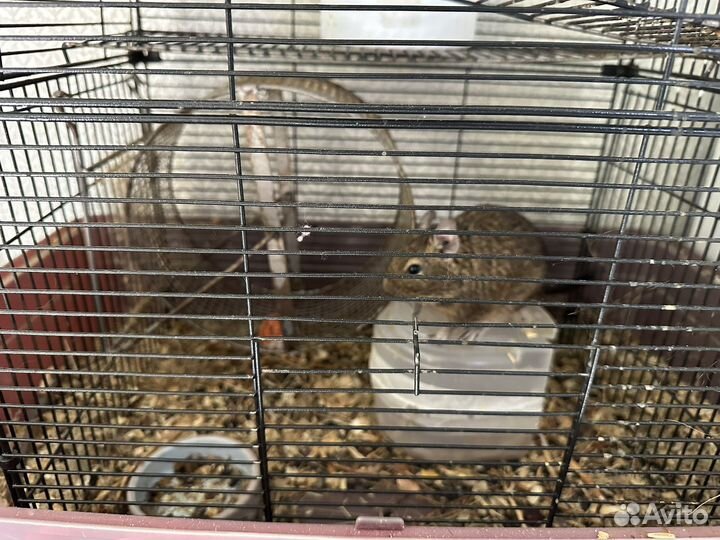Белки Дегу с клеткой