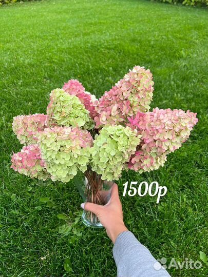 Гортензия сухоцвет и прочее