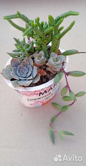 Суккуленты 2