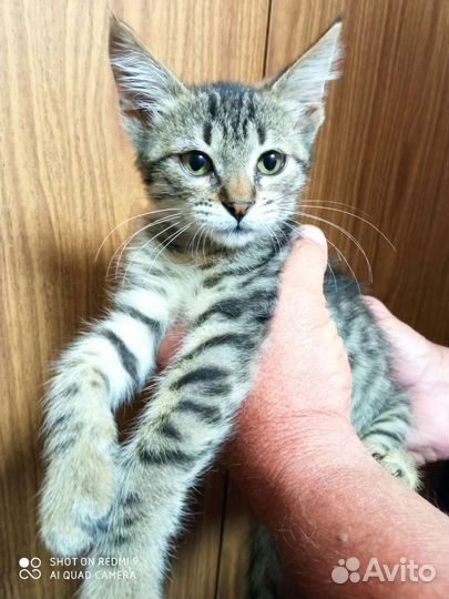 Котик в добрые руки