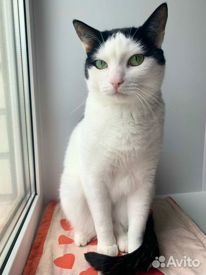 Отдам красивого котика