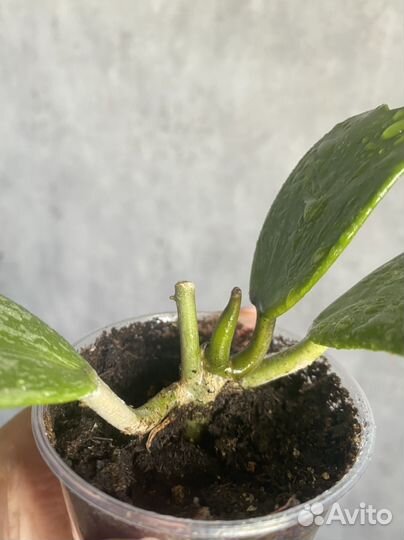 Хойи разные