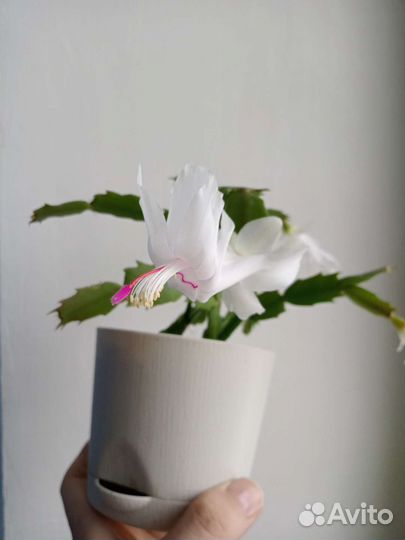 Зигокактус Мирт Чабрец Хлорофитум