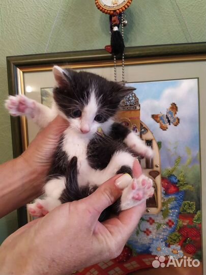 Котенок - мальчик 1 месяц,лоток отлично