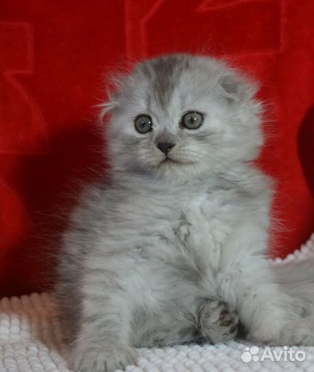 Серебристый хайленд