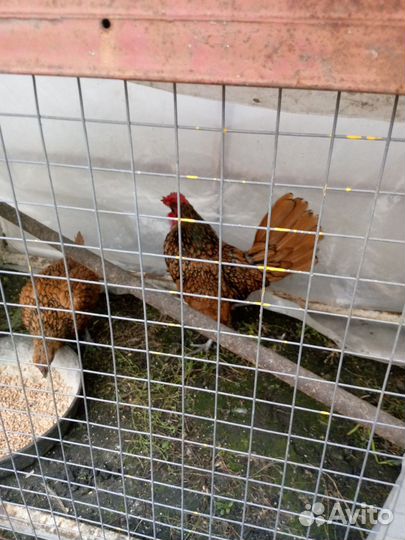 Куры карликовые сибрайт золото